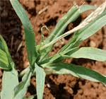 The Sorghum Shoots: Economic Importance, Uses, and By-Products The Sorghum Shoots: Economic Importance, Uses, and By-Products