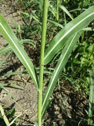 The Sorghum Internodes: Economic Importance, Uses, and By-Products The Sorghum Internodes: Economic Importance, Uses, and By-Products