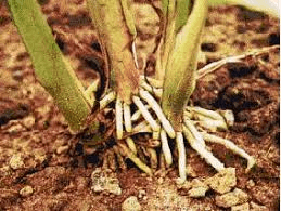 The Sorghum Roots: Economic Importance, Uses, and By-Products