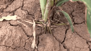 The Sorghum Roots: Economic Importance, Uses, and By-Products