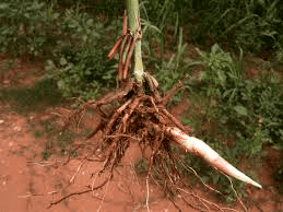 The Sorghum Roots: Economic Importance, Uses, and By-Products