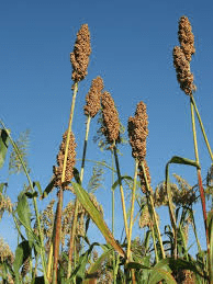 The Sorghum Styles: Economic Importance, Uses, and By-Products