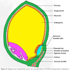 The Sorghum Ovary: Economic Importance, Uses, and By-Products