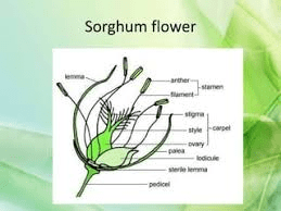 The Sorghum Ovary: Economic Importance, Uses, and By-Products