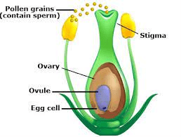 The Sorghum Ovary: Economic Importance, Uses, and By-Products