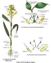 The Sorghum Pistil: Economic Importance, Uses, and By-Products