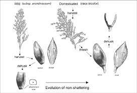 The Sorghum Pistil: Economic Importance, Uses, and By-Products