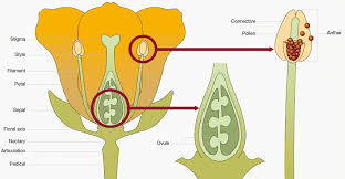 The Sorghum Pistil: Economic Importance, Uses, and By-Products