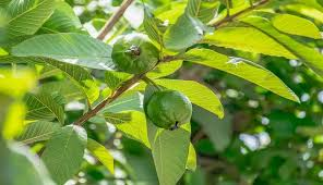 The Guava Leaves: Economic Importance, Uses, and By-Products