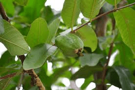 The Guava Leaves: Economic Importance, Uses, and By-Products