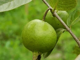 The Guava Peduncle: Economic Importance, Uses, and By-Products