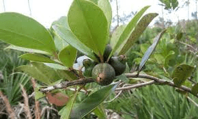 The Guava Peduncle: Economic Importance, Uses, and By-Products