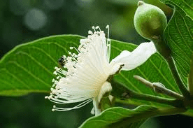 The Guava Sepals: Economic Importance, Uses, and By-Products The Guava Sepals: Economic Importance, Uses, and By-Products