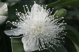 The Guava Sepals: Economic Importance, Uses, and By-Products The Guava Sepals: Economic Importance, Uses, and By-Products