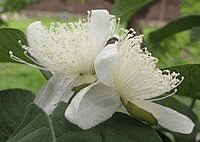The Guava Sepals: Economic Importance, Uses, and By-Products The Guava Sepals: Economic Importance, Uses, and By-Products