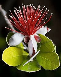 The Guava Petals: Economic Importance, Uses, and By-Products