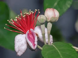The Guava Petals: Economic Importance, Uses, and By-Products