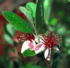 The Guava Petals: Economic Importance, Uses, and By-Products