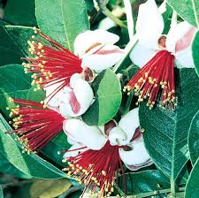 The Guava Petals: Economic Importance, Uses, and By-Products