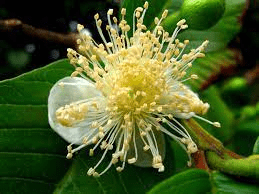 The Guava Stamens: Economic Importance, Uses, and By-Products
