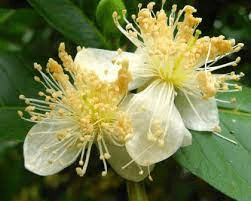 The Guava Stamens: Economic Importance, Uses, and By-Products