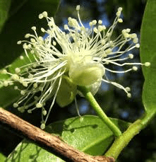 The Guava Pistil: Economic Importance, Uses, and By-Products