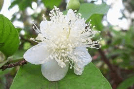 The Guava Pistil: Economic Importance, Uses, and By-Products