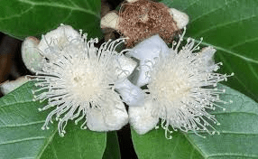 The Guava Pistil: Economic Importance, Uses, and By-Products
