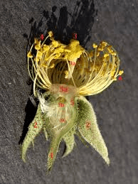 The Guava Ovary: Economic Importance, Uses, and By-Products