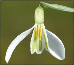 The Guava Ovary: Economic Importance, Uses, and By-Products