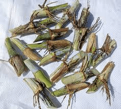 The Millet Nodes: Economic Importance, Uses, and By-Products The Millet Nodes: Economic Importance, Uses, and By-Products