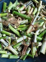 The Millet Nodes: Economic Importance, Uses, and By-Products The Millet Nodes: Economic Importance, Uses, and By-Products