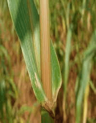 The Millet Internodes: Economic Importance, Uses, and By-Products