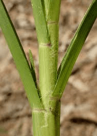 The Millet Internodes: Economic Importance, Uses, and By-Products