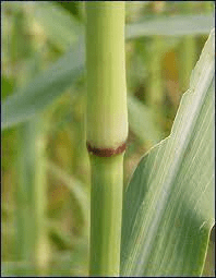 The Millet Internodes: Economic Importance, Uses, and By-Products