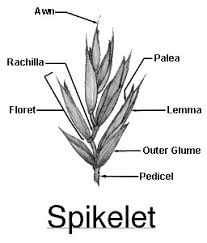 The Millet Lemma: Economic Importance, Uses, and By-Products