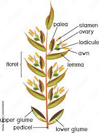 The Millet Glumes: Economic Importance, Uses, and By-Products Millet Glumes