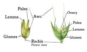 The Millet Glumes: Economic Importance, Uses, and By-Products Millet Glumes