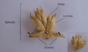 The Millet Glumes: Economic Importance, Uses, and By-Products Millet Glumes