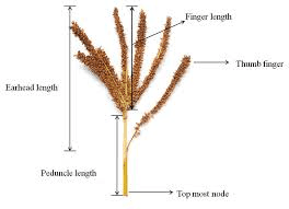 The Millet Panicle: Economic Importance, Uses, and By-Products