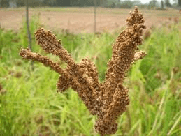 The Millet Panicle: Economic Importance, Uses, and By-Products The Millet Panicle: Economic Importance, Uses, and By-Products