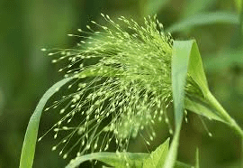 The Millet Panicle: Economic Importance, Uses, and By-Products The Millet Panicle: Economic Importance, Uses, and By-Products
