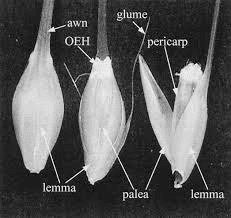 The Millet Palea: Economic Importance, Uses, and By-Products