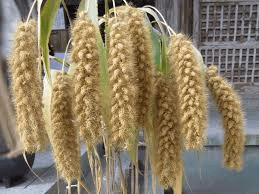The Millet Inflorescence: Economic Importance, Uses, and By-Products