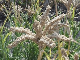 The Millet Inflorescence: Economic Importance, Uses, and By-Products