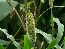 The Millet Inflorescence: Economic Importance, Uses, and By-Products