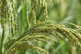 The Millet Peduncle: Economic Importance, Uses, and By-Products