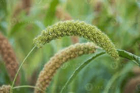 The Millet Peduncle: Economic Importance, Uses, and By-Products
