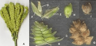 The Millet Stamens: Economic Importance, Uses, and By-Products The Millet Stamens: Economic Importance, Uses, and By-Products