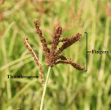 The Millet Stamens: Economic Importance, Uses, and By-Products The Millet Stamens: Economic Importance, Uses, and By-Products